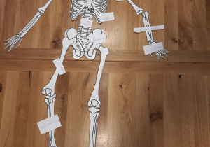 Rędzikowska Kalina -szkielet człowieka
